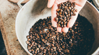 Rahasia Dibalik Rasa Kopi Kintamani yang Mendunia