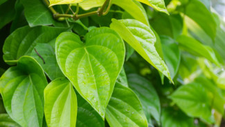 10 Manfaat Daun Sirih, Alami dan Menyehatkan