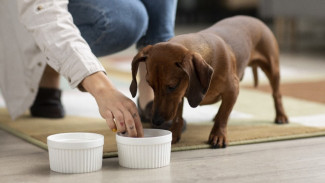 6 Makanan untuk Manusia yang Beracun bagi Anjing