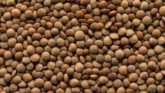 Biji Kopi Pupuan Sebagai Penanda Rasa dari Lereng Tabanan
