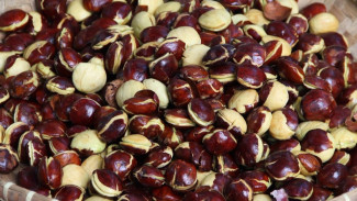 Kenapa Jengkol Bisa Bau? Ini Penyebab dan Cara Mengatasinya