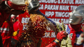 Jagung Mahal Bikin Peternak Marah, Kementan Klaim Siapkan SPHP