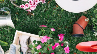 Minim Perawatan! 5 Tanaman Hias Indoor Berbunga Cantik