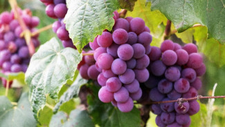 5 Jenis Buah yang Rawan untuk Penderita Diabetes, Perhatikan Konsumsinya