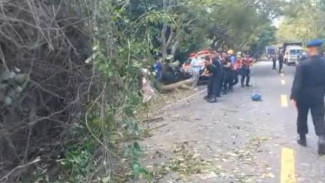 Pohon Tumbang Tutup Sebagian Jalan, Arus Lalu Lintas Denpasar-GilimanukTersendat
