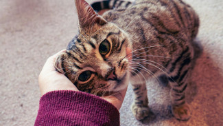 5 Cat Cafe Bali untuk Healing, Edukasi, dan Peduli Kucing