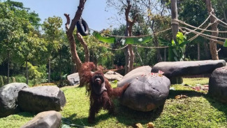 Bali Zoo Galang Donasi Lewat Suvenir untuk Selamatkan Orang Utan dari Kepunahan