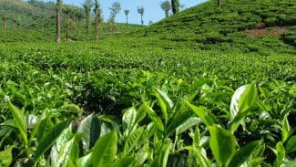 Wisata Underrated Dekat Semarang Kebun Teh Medini, Surga Hijau di Lereng Ungaran