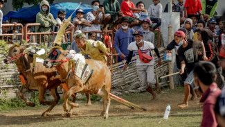 Fakta Mengejutkan dari Karapan Sapi yang Tidak Banyak Orang Ketahui
