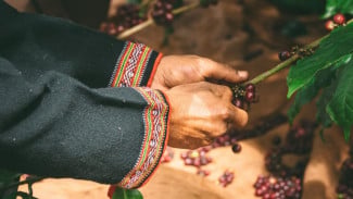 Kopi Robusta, Iklim yang Bergeser, dan Budaya yang Menyatu