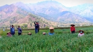 Proyek Bawang Putih di Sembalun Diduga Bermasalah, Petani Menjerit