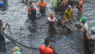 Sasi Lompa, Tradisi Adat Maluku yang Menjaga Kelestarian Laut