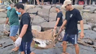 Penyu Lekang Ditemukan Mati di Pesisir Pantai Jembrana