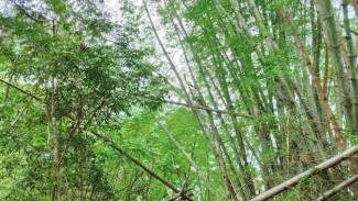 Bhumi Bambu Menyusuri Lorong Bambu dan Curug di Lereng Gunung Slamet