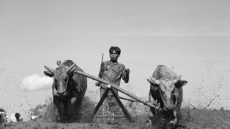 Tradisi Barapan Kebo, Ritual Syukur Petani Sumbawa
