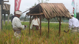 Rahasia Murok Jerami, Warisan Budaya Suku Mengkanau yang Memikat Wisatawan