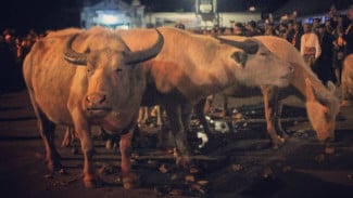 Kirab Malam Satu Suro Keraton Kasunanan Surakarta Hadiningrat Surakarta