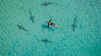 Pulau Serangan Bali Wisata Bahari Seru Berenang dengan Ikan Hiu
