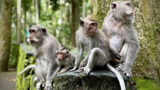 Paket Lengkap, Nikmati Wisata Alam hingga Kuliner Otentik di Desa Wisata Sangeh