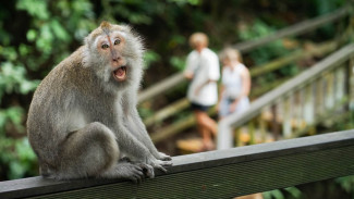 Wisman Australia Digigit Monyet Ubud, Kena Rp69 Juta!