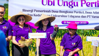 Ketua TP PKK Badung Dorong Lansia Manfaatkan Ubi Ungu untuk Kesehatan