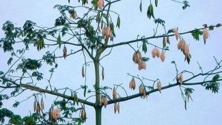 Camat Wongsorejo Bergerak Cepat Terkait Panen Buah Kapuk di Lahan Kemenhut, LPBI: Justru Bermasalah