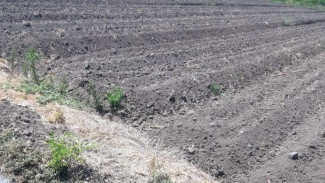 Perbaikan Saluran Irigasi Bajulmati Ganggu Pasokan Air Petani Desa Wonorejo