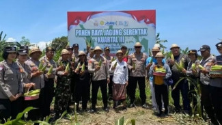 Panen Raya Jagung di Klungkung, TNI-Polri Kompak Dukung Ketahanan Pangan