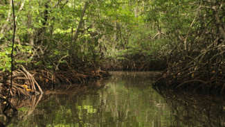 Menyusuri Keindahan Taman Rekreasi Hutan Bakau Tanjung Benoa