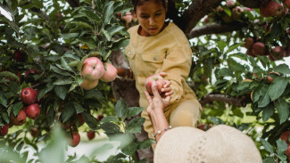 5 Destinasi Agrowisata di Jabodetabek, dari Petik Melon hingga Belajar Tani Kota
