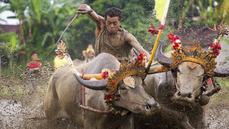 Serunya Balapan Kerbau Makepung, Warisan Budaya Bali