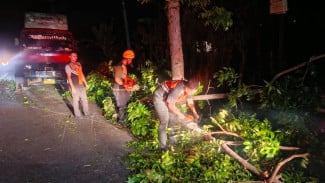 Pohon Mahoni Tumbang Tutup Jalan di Jembrana, Lalu Lintas Kembali Normal