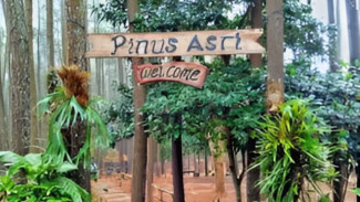Menikmati Keindahan Hutan Pinus Mangunan, Spot Wisata Alam Hits di Bantul Yogyakarta
