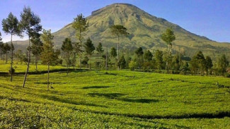Menelusuri Keasrian Kebun Teh Tambi Wonosobo, Surga Hijau di Jawa Tengah