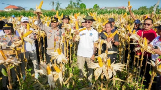 Pemkab Badung Bersama Polres Gelar Panen Jagung Hibrida