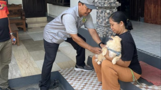 Ratusan Hewan Divaksin Rabies, BPBD Jembrana Gencar Cegah Penularan