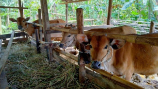 Cuaca Panas Bikin Hewan Ternak Stres, Dinas Peternakan Lotim Kasih Solusi Ampuh