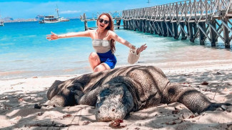 Eksotisme Pulau Komodo, Menjelajah Taman Nasional Komodo di Nusa Tenggara Timur