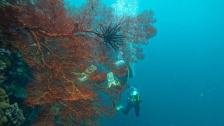 Eksplorasi Bawah Laut Kalimantan, Rekomendasi Wisata Diving Terbaik di Tanah Borneo