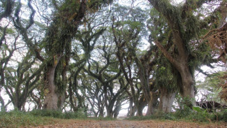 Hutan De Djawatan Banyuwangi Wisata Alam Magis ala Dunia Lord of The Rings