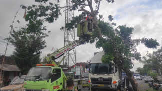 Hindari Kecelakaan Truk  Hantam dan Tertimpa Pohon, Arus Lalu Lintas Tersendat