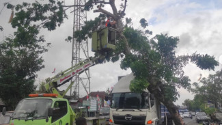 Pohon Tumbang Timpa Truk di Jembrana, Lalin Sempat Macet Panjang