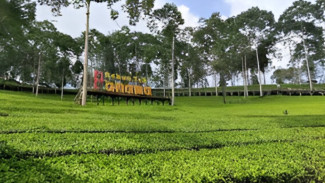 Liburan Sejuk dan Instagramable di Kebun Teh Panama Wonosobo