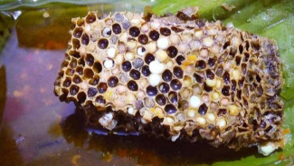 Menggali Makna dan Keunikan,  3 Tradisi Mengolah Makanan Indonesia yang Menantang Nalar
