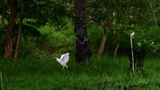 Taman Nasional Bali Barat Surga Jalak Bali Burung Langka Kebanggaan Indonesia