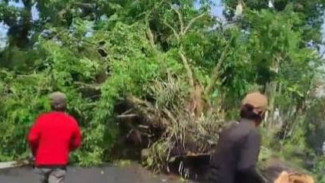 Potensi Membahayakan, Pohon Perindang di Jalan Denpasar Gilimanuk di Tebang