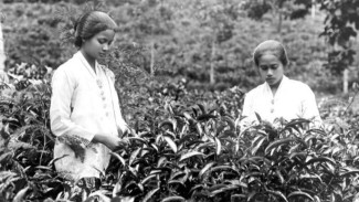 Teknologi Pertanian Tradisional Sunda Kuno di Kampung Cengkuk