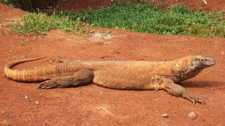 Taman Nasional Komodo, Menjaga Keajaiban Dunia Tetap Lestari