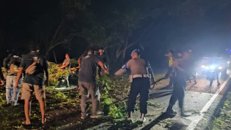 Petugas Gabungan Evakuasi Dahan Pohon Patah di Jalur Utama Gilimanuk-Denpasar