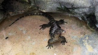 Tabu Lokal Banten Lindungi Ular dan Biawak dari Perburuan Global